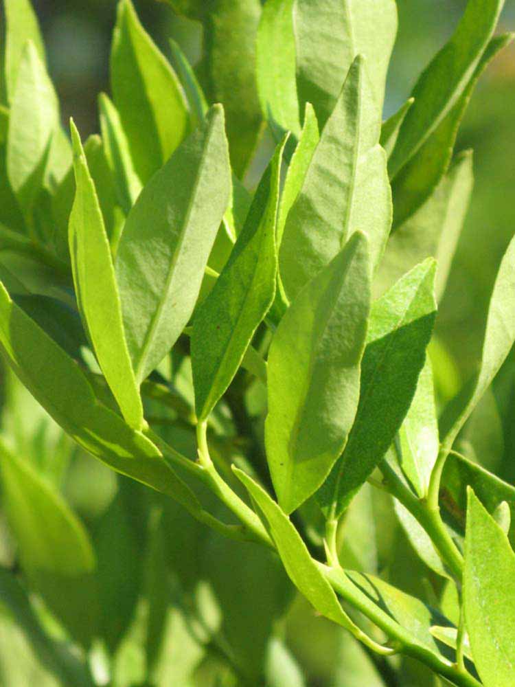              Sun leaves (Winter Haven, FL)       